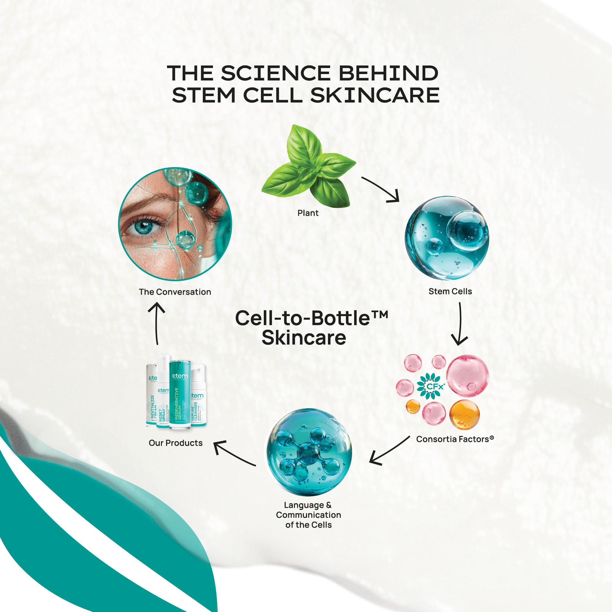 Amazon.com: ReVitalize Night Cream, Stem Cell Serum for Face